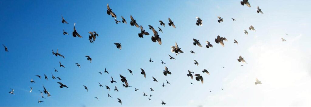 blog image birds usplash r.huevel