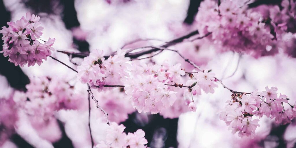 blooming branch bud 981375 e1577379516138