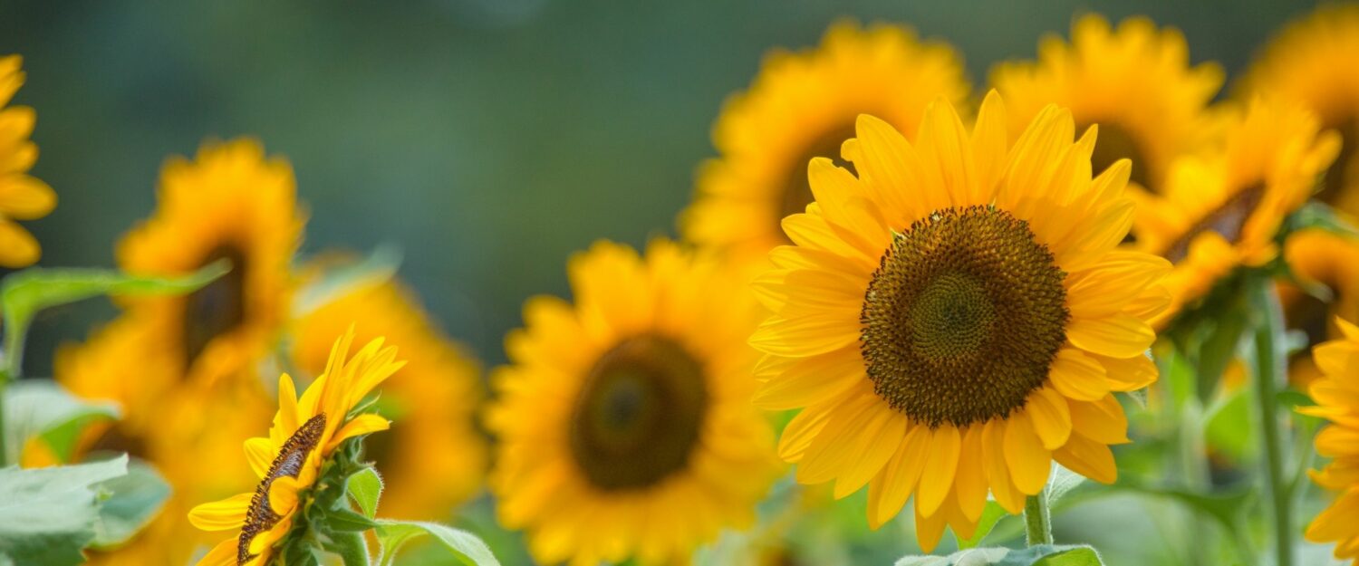 august sunflowers
