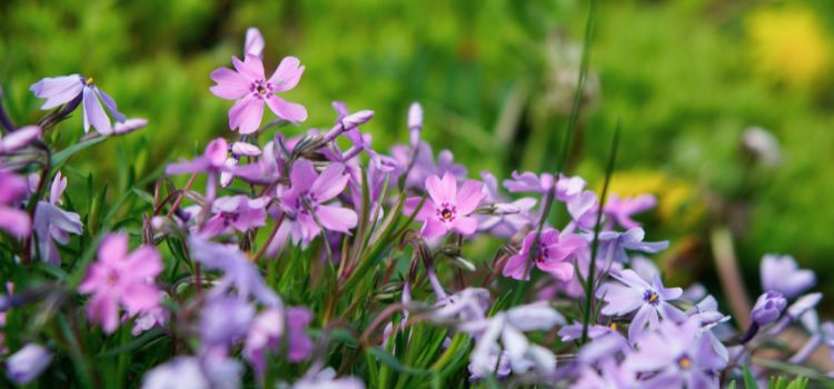 Spring Cleaning with Ayurveda