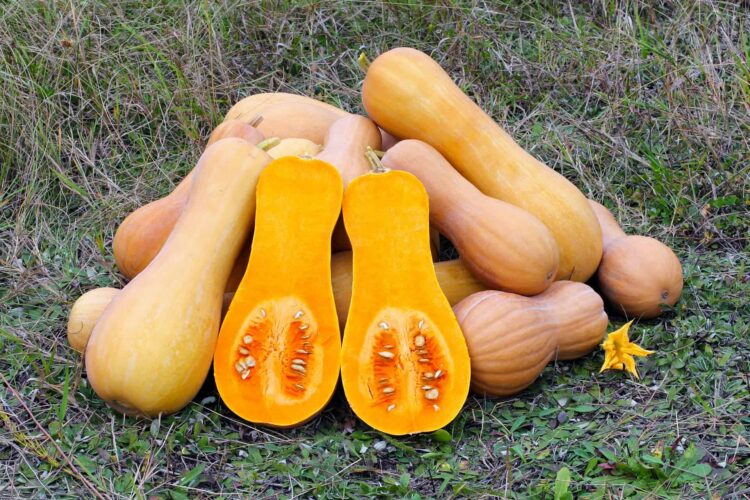 butternut squash 109131 1920