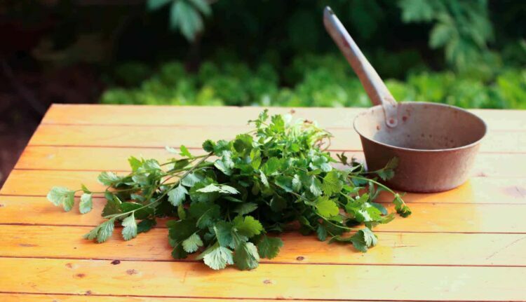 vegetable 753292 1920 2