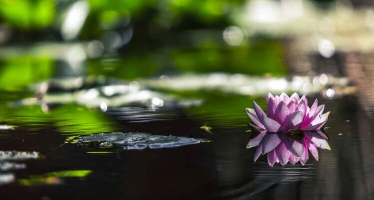 water lily 1287416 1920