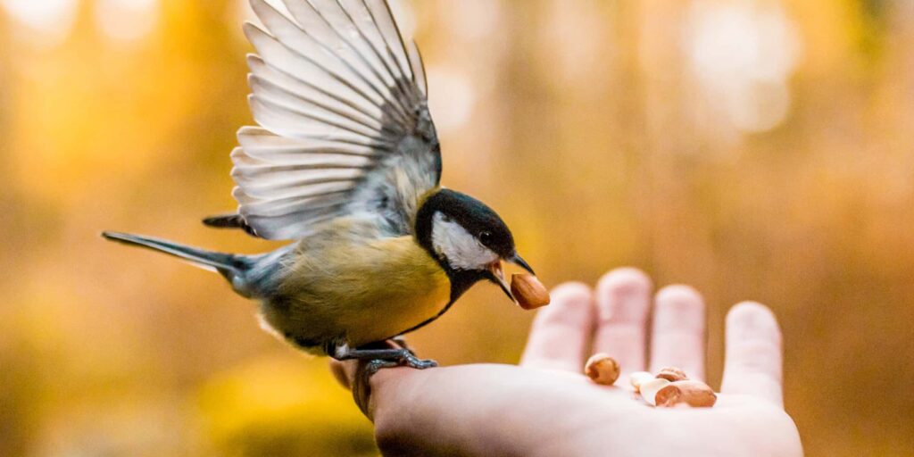 taneli lahtinen fQ2YX56wQ Y unsplash bird 2400x1200