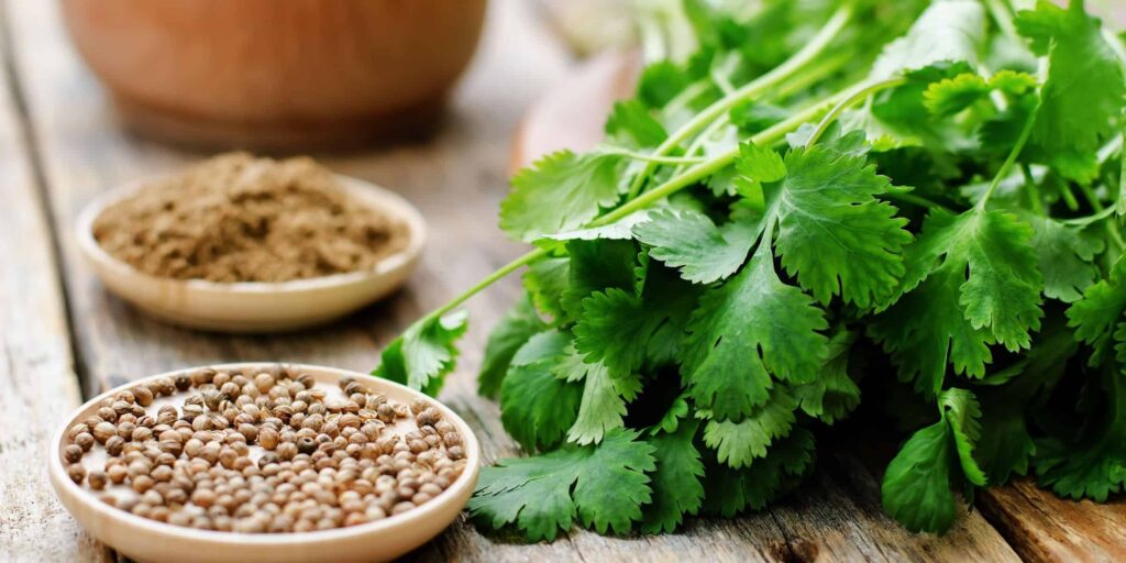 coriander1