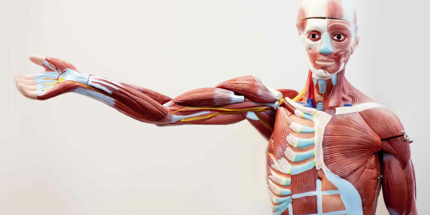 dhatus e1614702334684