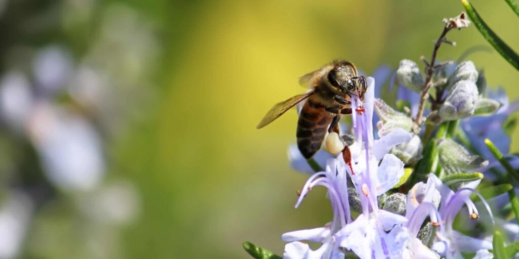bees rosemary