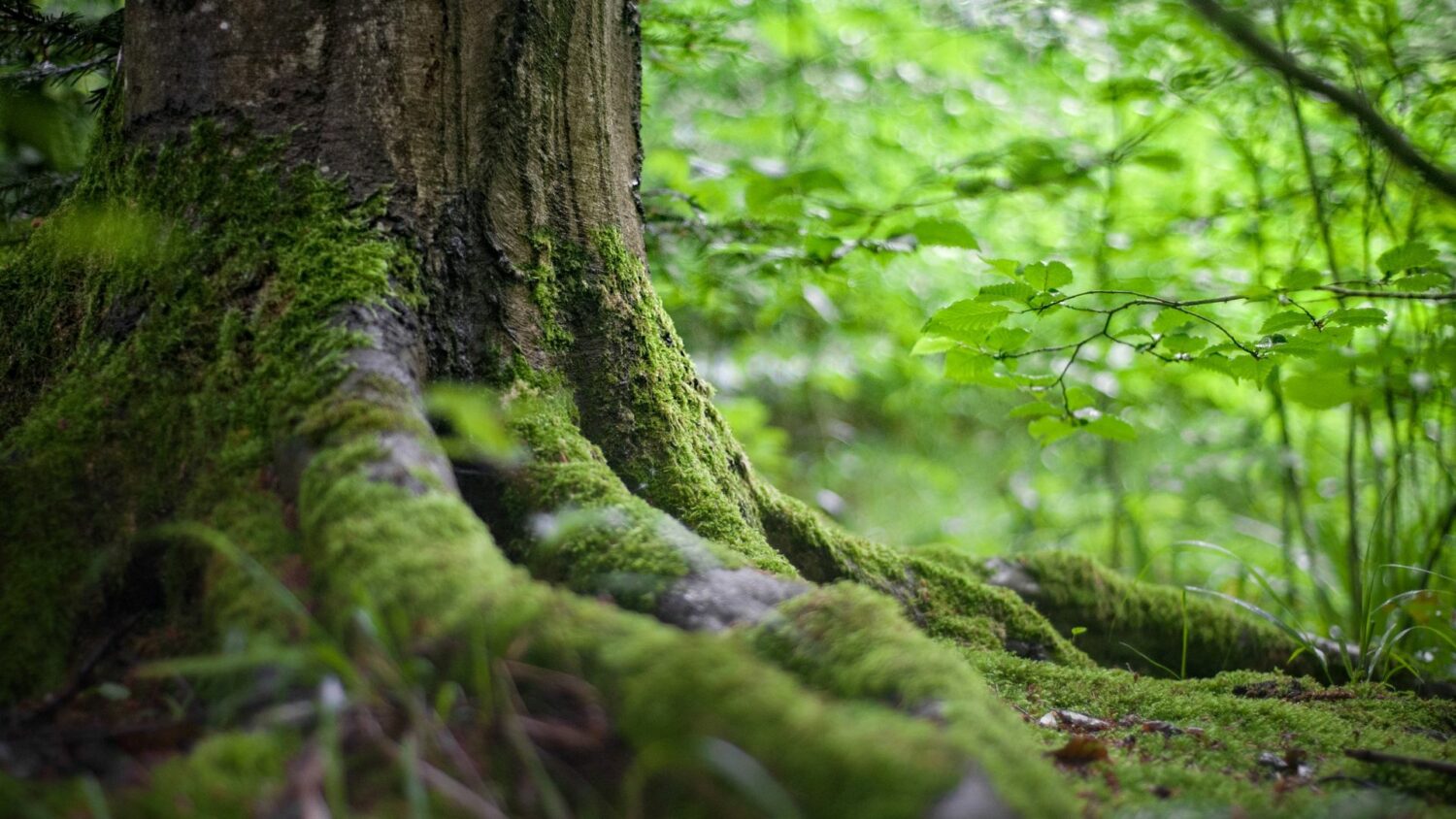 Nature's Role in Ayurvedic Healing