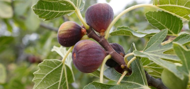 f. carica tree (figs)