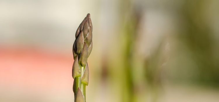 Ayurvedic Properties of Asparagus