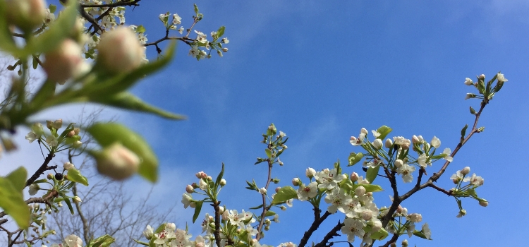 Awaken Your Body, Mind and Soul: Simple Ayurvedic Practices for Spring